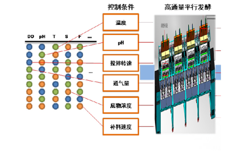 Intelligente Fermentation und Stoffwechselfeinregulationsplattform