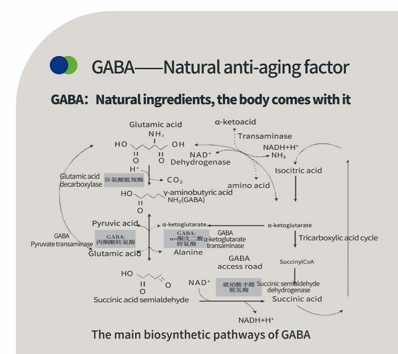 Wissenschaft hinter GABA Gamma-Aminobuttersäure
