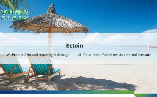 <font dir="auto" style="vertical-align: inherit;"><font dir="auto" style="vertical-align: inherit;">Potenzial von Ectoinpulver f&uuml;r die Haut (CAS-Nr.: 96702-03-3): Eine wissenschaftliche Perspektive