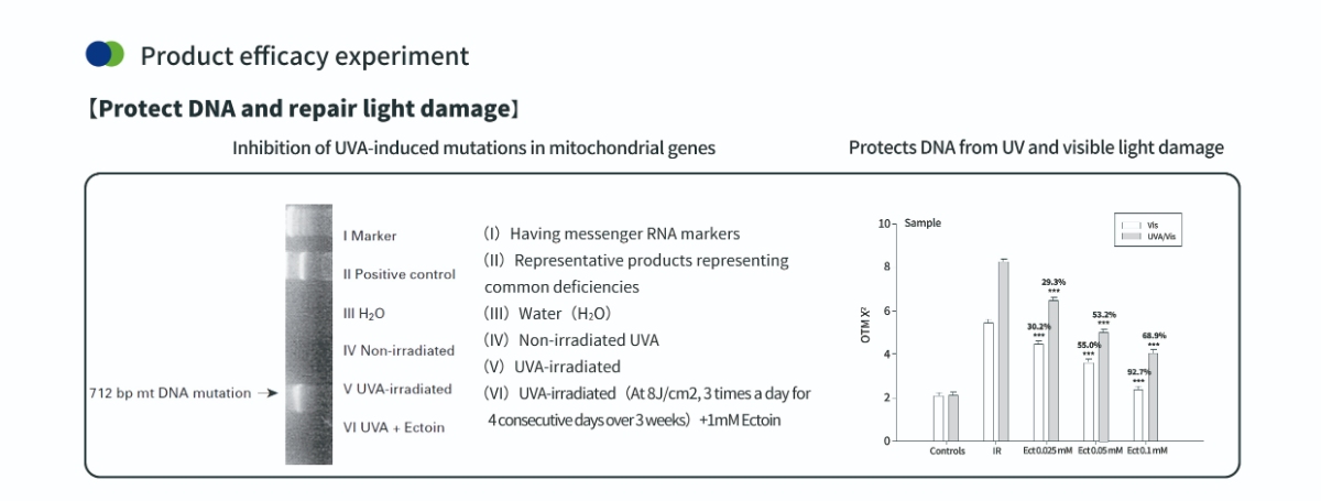 Schutz der DNA mit Ectoin-Pulver für die Haut